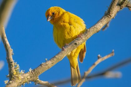 Crested Woodland Bird