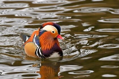 Crested Woodland Birds